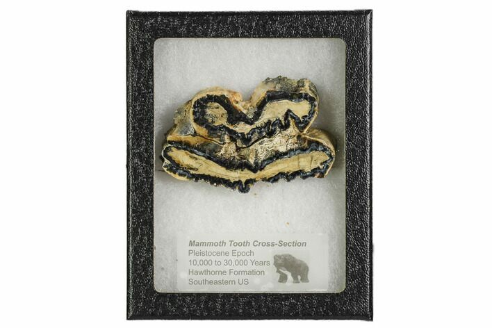 Mammoth Molar Slice With Case - South Carolina #106533